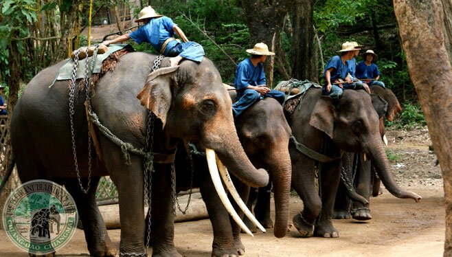 The Elephant Training Center Chiang Dao, Chiang Mai Thailand